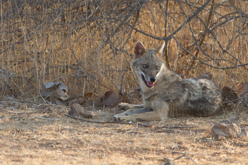 Indian Jackal in Gir National Park, India
