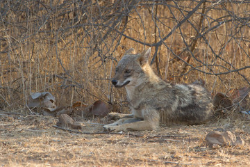 Indian Jackal in Gir National Park, India