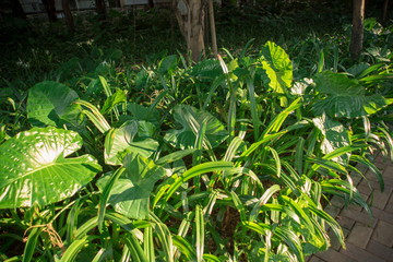 green plants under direct sunlight in a road garden of shenzhen china