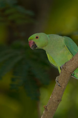 Indian Rind necked parrot