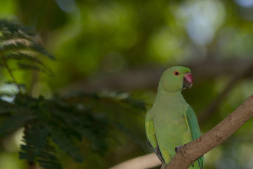 Indian Rind necked parrot
