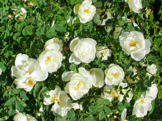 Obraz na płótnie Canvas Wild rose bush with white flowers