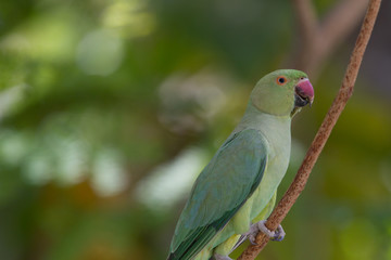 Fototapeta na wymiar Indian Rind necked parrot