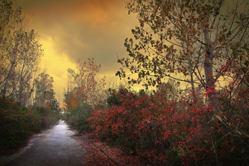 Colorful autumnal nature and picturesque tree trunks in a dreamy dusk 