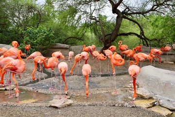flamingos