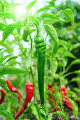 Obraz premium Green hot pepper in the growing period, amazing top view. Awesome cayenne spice culture. Chili peppers hanging in the green garden during summer or fall season. Hanging Korean plant as home vegetable.