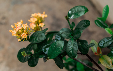 flower, nature, red, plant, autumn, tree, green, garden, orange