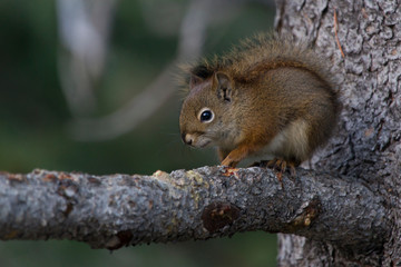 Squirrel In the evening light
