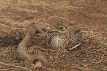 This stocky and brown ground bird with large eyes is about 41 centimeters in length. It has dark streaks on a sandy brown ground colour and is plover-like. The large head has a dark stripe