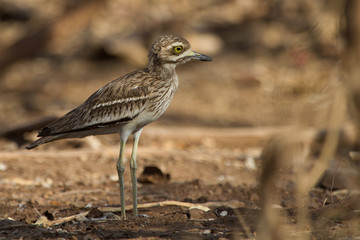 This stocky and brown ground bird with large eyes is about 41 centimeters in length. It has dark streaks on a sandy brown ground colour and is plover-like. The large head has a dark stripe