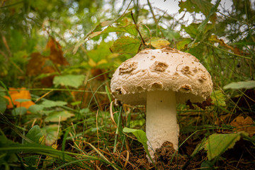 a large white mushroom with white hat and white trunk stands alone on a forest floor covered with leaves