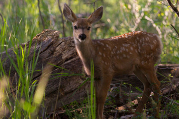 Deer Fawn in Calgary