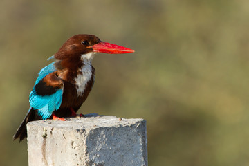 White Throated KingFisher