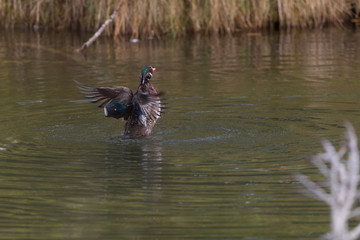 Beautiful Wood Duck In Southern Alberta 