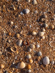 Sea shells in sandy beach in morning light texture background