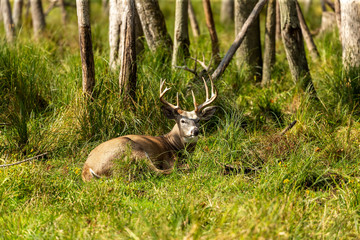The White tailed deer on the  natural forest habitat