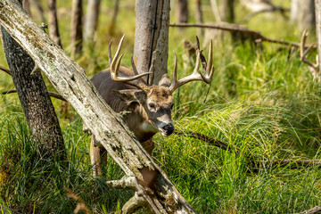 Naklejka premium The White tailed deer on the natural forest habitat
