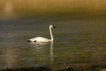 The trumpeter swan (Cygnus buccinator) on the lake. Beautiful  North American species of swan. Native species of north America. 