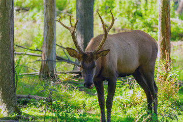Young elk or wapiti (Cervus canadensis) in natural habitat. The largest species of deer. Young wapiti with new antlers with the remains of velvet.