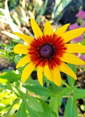 Gelber Sonnenhut Rudbeckia im Garten