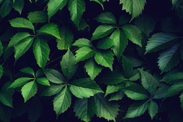 Branches of green plants.