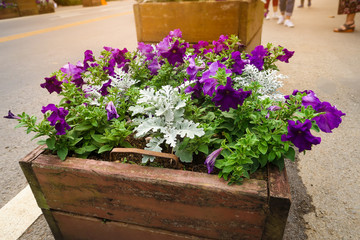 Fototapeta na wymiar Violet petunia blooming in in flower bed. Beautiful purple blossom flower in the sidewalk