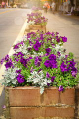Fototapeta na wymiar Violet petunia blooming in in flower bed. Beautiful purple blossom flower in the sidewalk