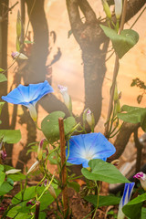 Blue morning glory flower blooming  in the early morning, beautiful climbing plant in the garden