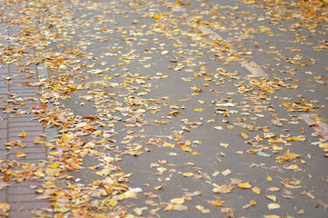 Golden autumn, beautiful background of orange leaves on the path
