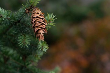 Fir tree branch and cones 