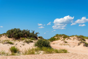 Fototapeta na wymiar Semi-desert sand and vegetation on sunny day