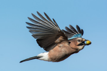 Eurasian jay in the sky,Sweden