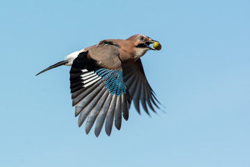 Eurasian jay in the sky,Sweden