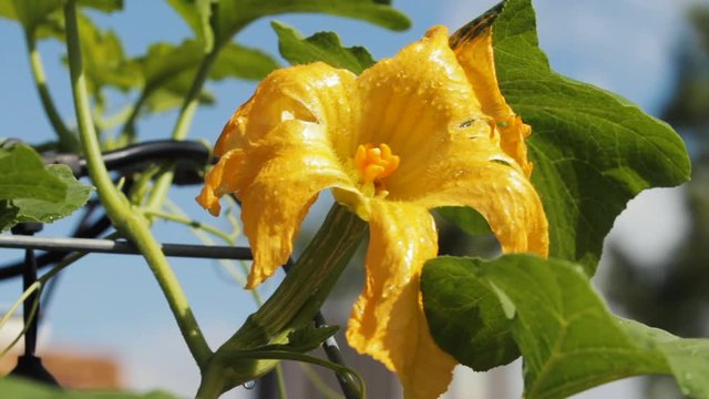 Tattered bloom of a butternut squash blows in the wind on a sunny day after a rain cloud has come and gone. New life after the storm. The vine is growing on a trellis and shows a blue sky in the back.