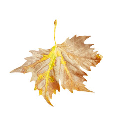 Naklejka premium leaf of plane tree isolated for background