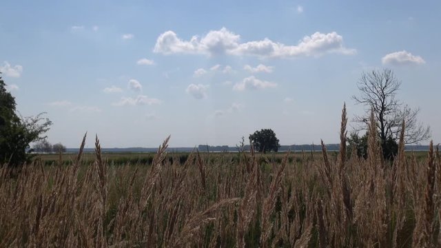 Germany, Darss, Mecklenburg-Vorpommern: Bodden landscape near Born in summer, National Park "Vorpommersche Boddenlandschaft"