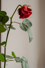 Faded red rose flower on gray background. Old rose flower with leaves isolated. Sad love background. Death and sadness concept. Unhappy love concept. Romance background. Tired lonely rose flower. 