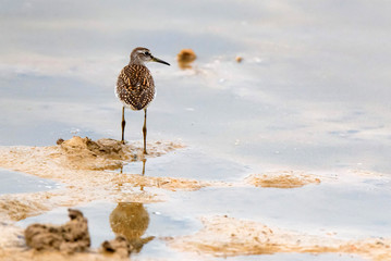 Wood sandpiper or Tringa glareola walks on lake