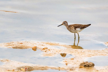 Wood sandpiper or Tringa glareola walks on lake