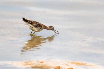 Wood sandpiper or Tringa glareola walks on lake