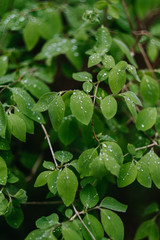 Obraz na płótnie Canvas Green leaves with rain or dew drops on dark background.