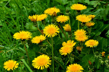 Obraz premium Beautiful yellow dandelion flowers closeup on grass background
