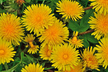 Beautiful yellow dandelion flowers closeup on grass background