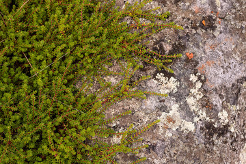 moss on the wall