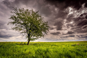 Fototapeta na wymiar Single tree in the field