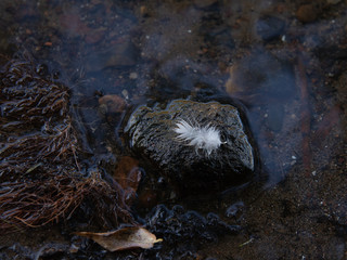 a bird's feather lies in the water