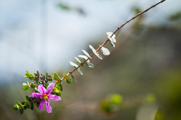 national park flower in the interior of Brazil