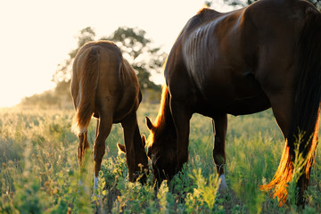 Broodmare and foal grazing during morning sunrise in rural countryside, horse farm concept.