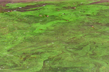 Close up sea water surface polluted with green algae