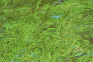 Close up sea water surface polluted with green algae